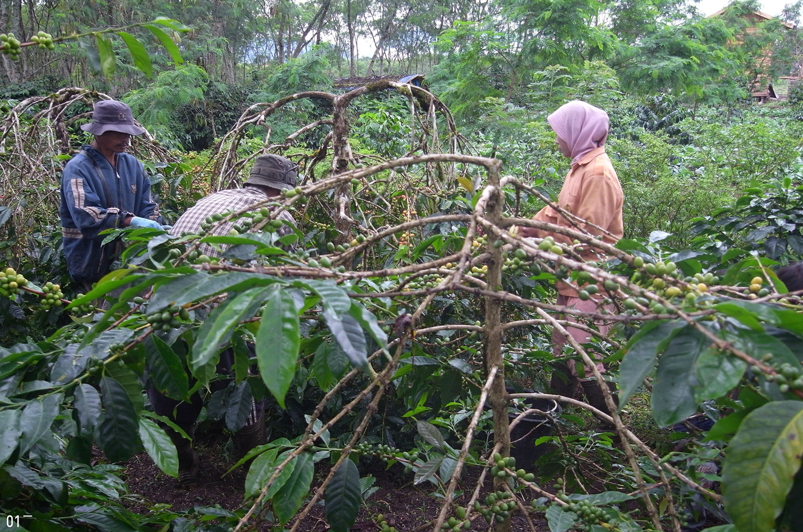 雨林咖啡產地，印尼亞齊省